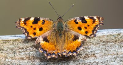 Large tortoiseshell butterfly 'no longer extinct'